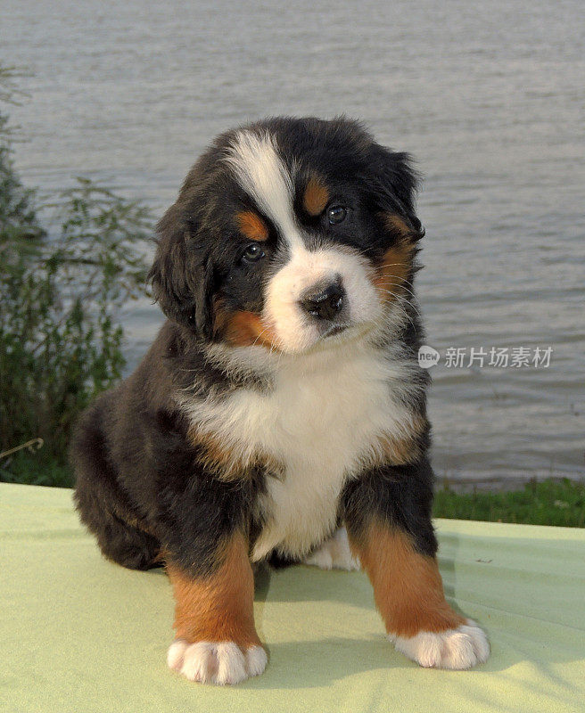 伯恩斯山地犬(Berner Sennenhund)小狗喜欢大自然